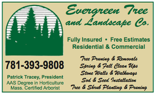 Cost of Tree Removal in Massachusetts