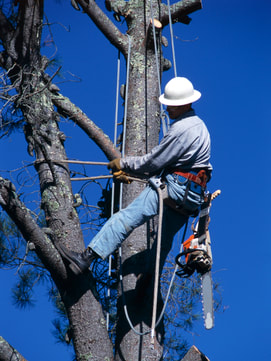Tree Removal Stoneham, MA
