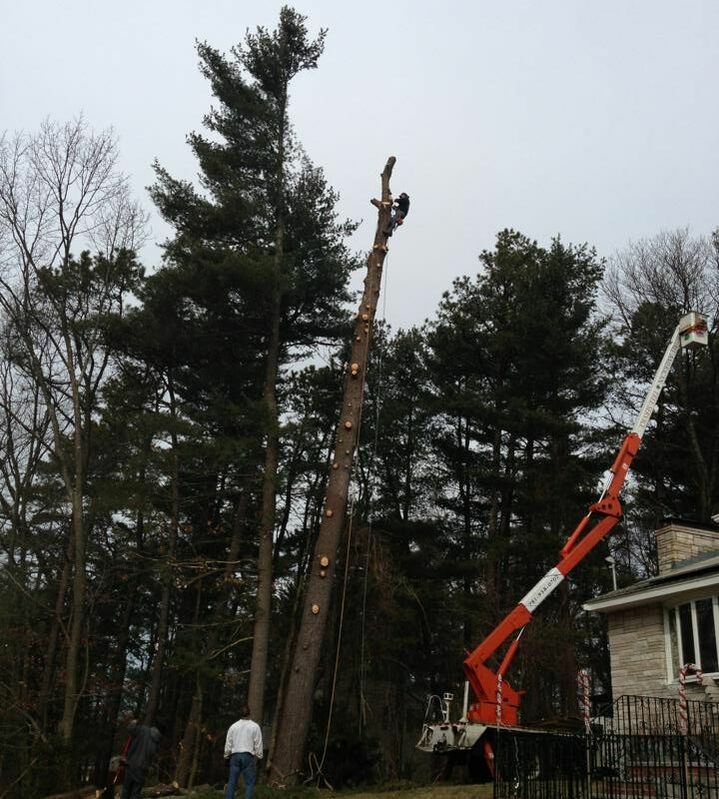 Tree Removal Medford, MA