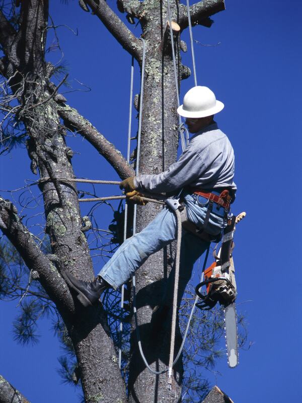 Tree Removal Woburn, MA
