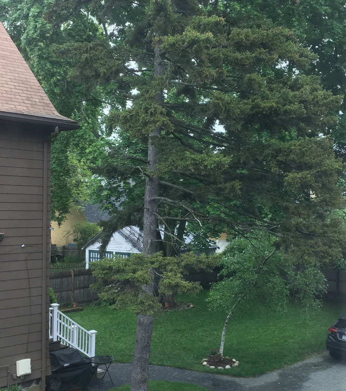 Tree Removal Arlington, MA